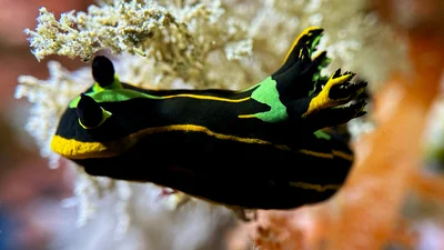 Springbok Wrinkle Dorid