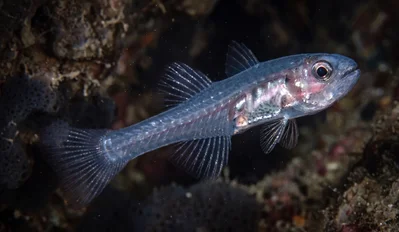 Springer's Cardinalfish