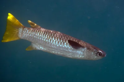Squaretail Mullet