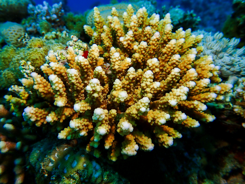Staghorn Coral