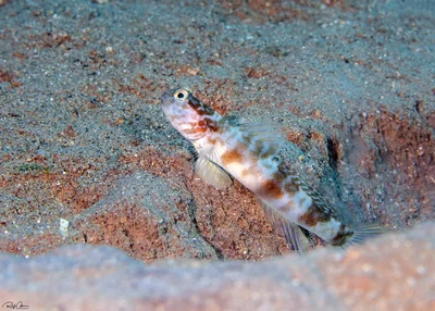 Steinhard’s Shrimpgoby