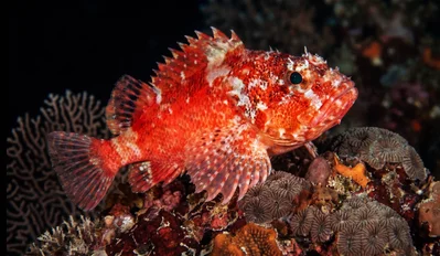 Steinitz’ Scorpionfish