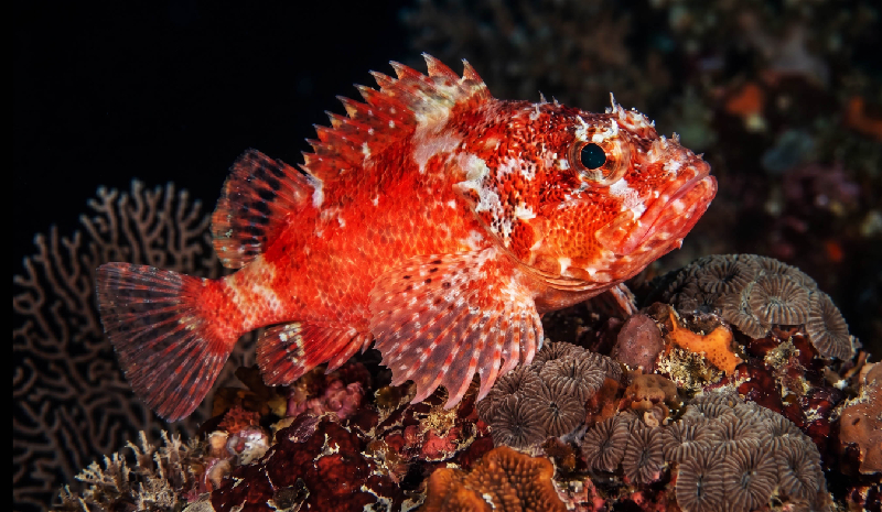 Steinitz’ Scorpionfish (Scorpaenodes steinitzi) - dangerous marine animal in the Red Sea