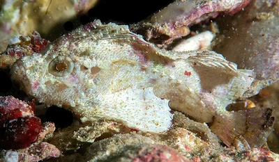 Steinitz’ Velvetfish