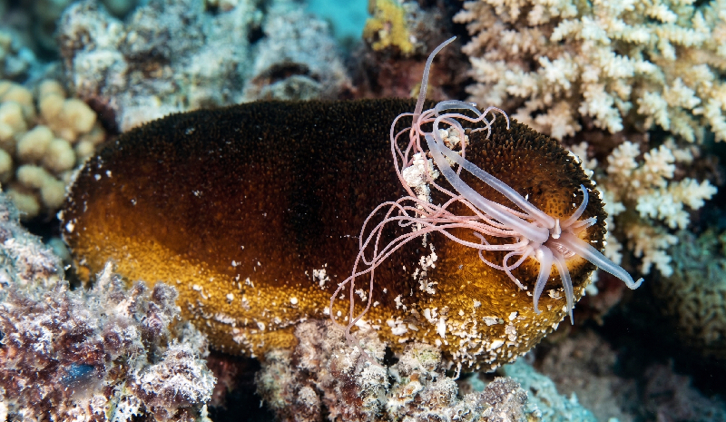 Steinitz's Sea Cucumber (Bohadschia steinitzi) - dangerous marine animal in the Red Sea