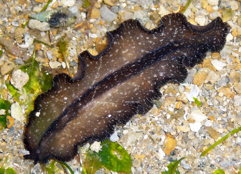 Stella's Flatworm (Pseudobiceros stellae) - dangerous marine animal in the Red Sea