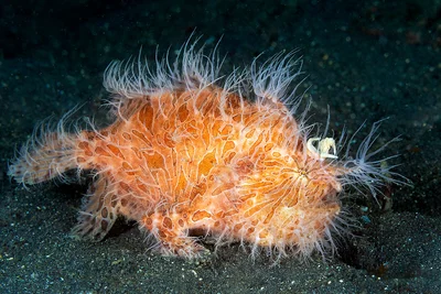Striated Frogfish
