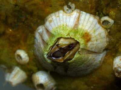 Striped Barnacle