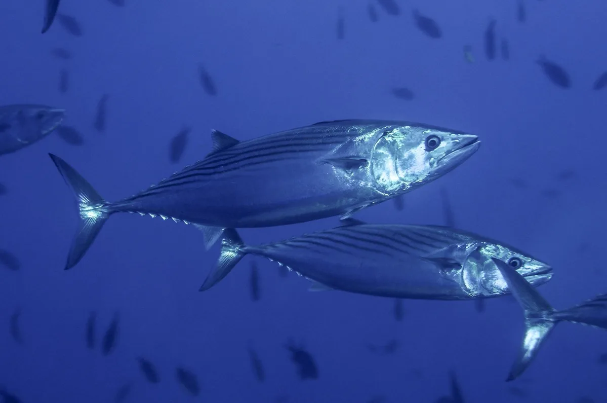 Striped Bonito