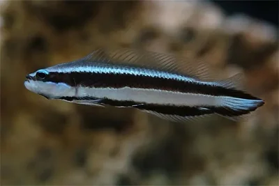 Striped Dottyback