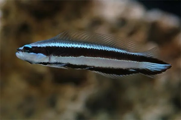 Striped Dottyback (Pseudochromis sankeyi) - a Red Sea endemic species
