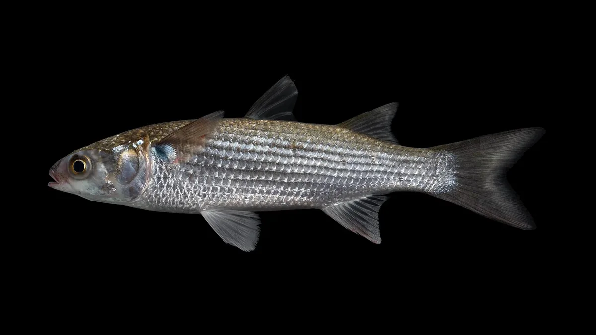 Striped Mullet