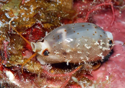 Swallow Cowrie