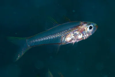 Swallowtail Cardinalfish