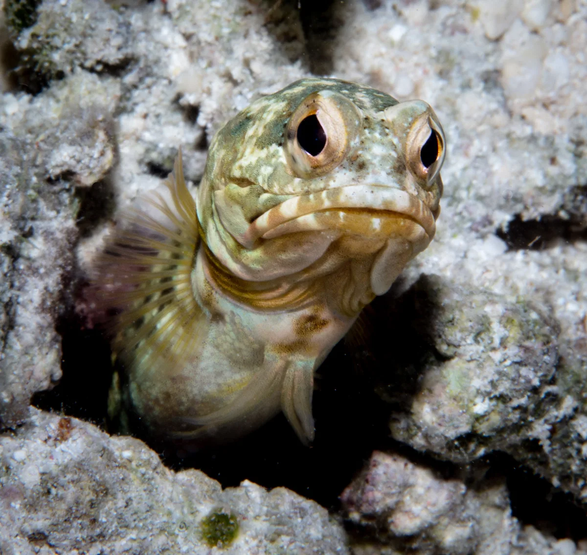 Tailbeacon Jawfish