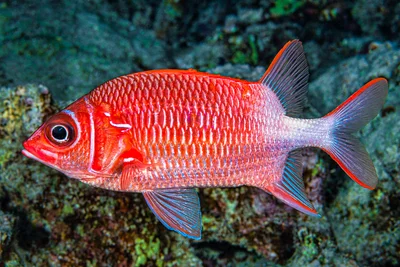 Tailspot Squirrelfish