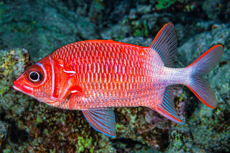 Tailspot Squirrelfish (Sargocentron caudimaculatum) - dangerous marine animal in the Red Sea