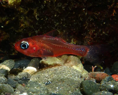 Talbot’s Cardinalfish