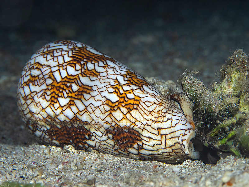 Textile Cone (Conus textile) - dangerous marine animal in the Red Sea