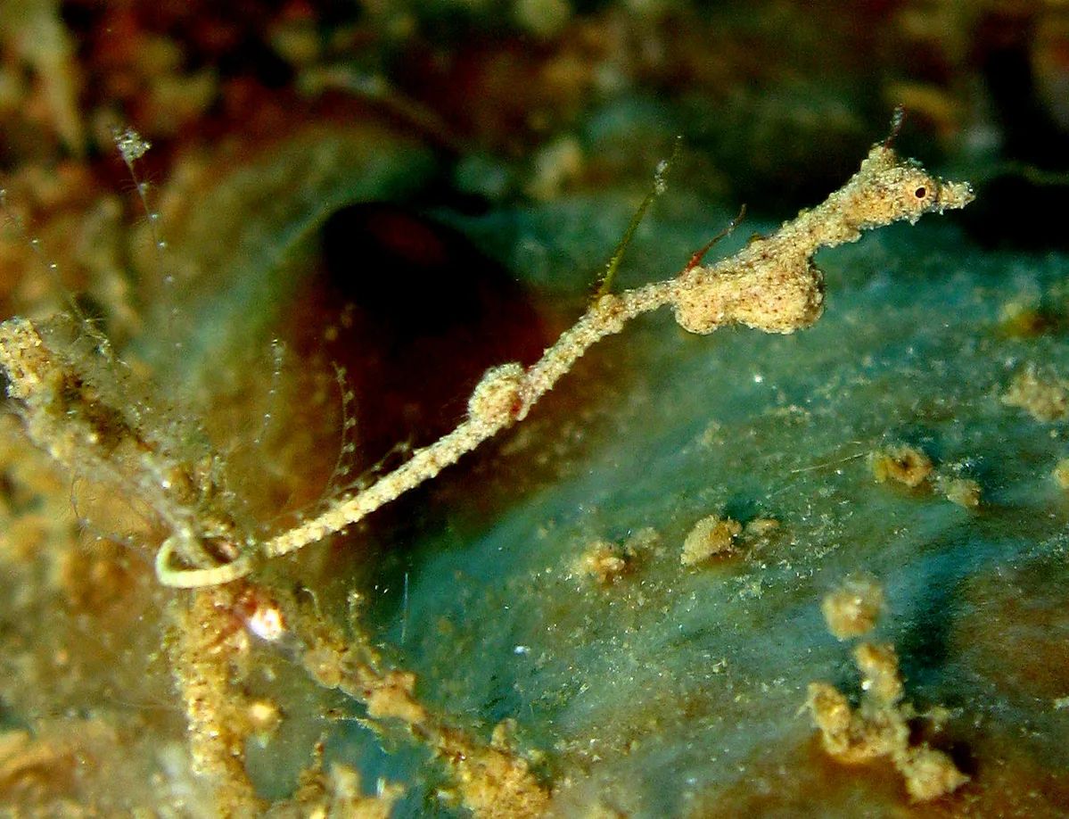 Thread Pipehorse