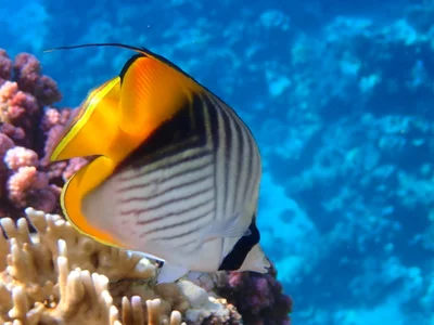 Threadfin Butterflyfish