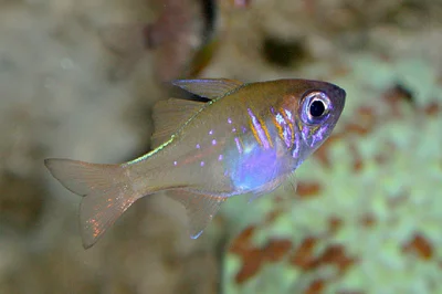 Threadfin Cardinalfish