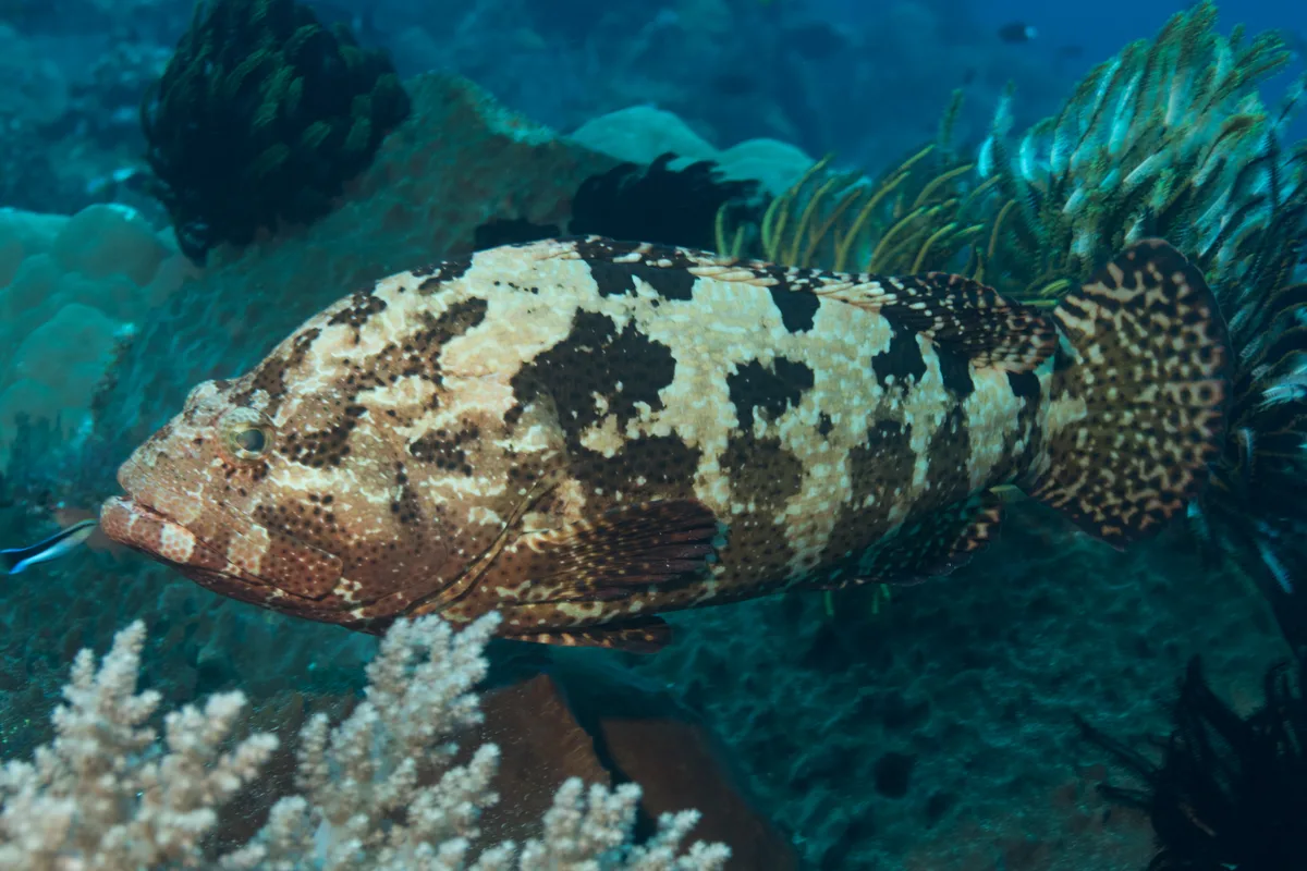 Tiger Grouper