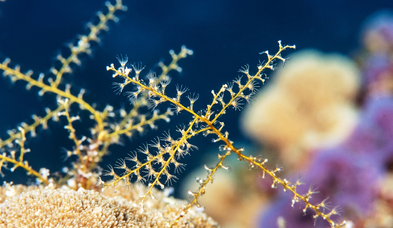 Torres Hydroid (Thyroscyphus torresii) - dangerous marine animal in the Red Sea
