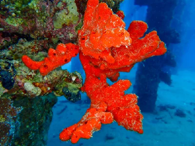 Toxic Finger Sponge