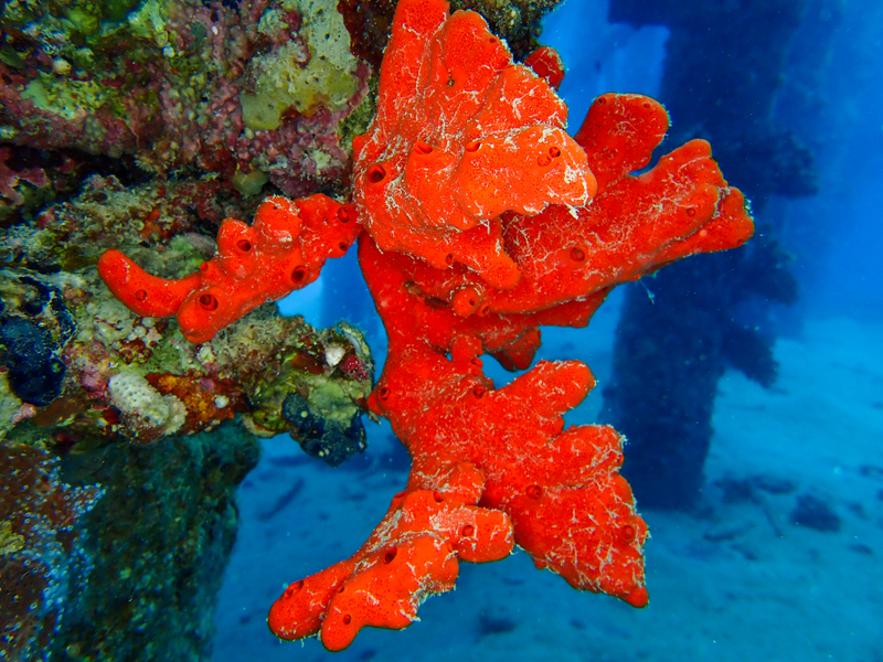Toxic Finger Sponge (Negombata magnifica) - a Red Sea endemic species
