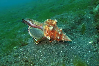 Trapezium Horse Conch