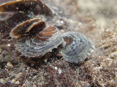Tree Oyster