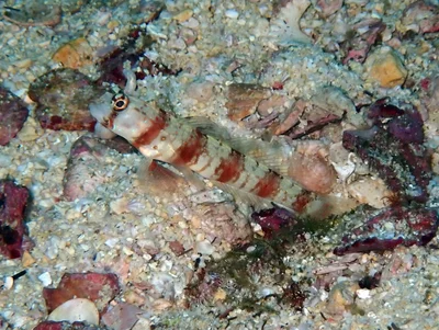 Triplespot Shrimpgoby