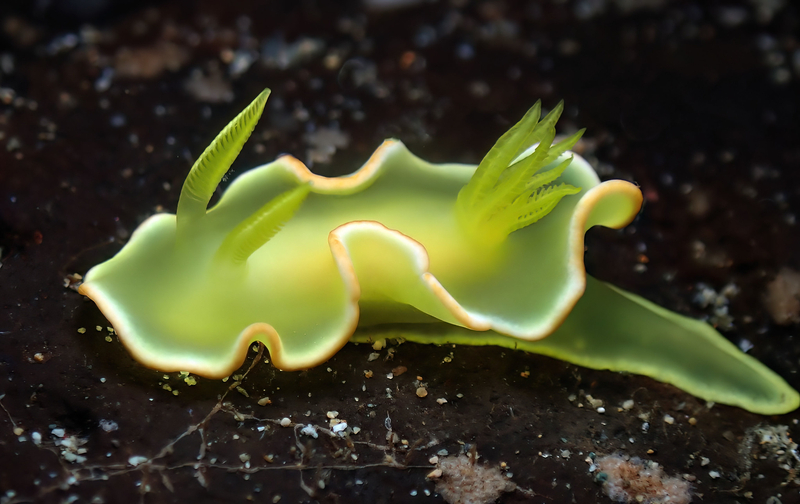 Tulip Longtail Dorid (Diversidoris crocea) - dangerous marine animal in the Red Sea