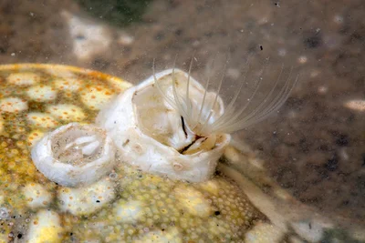 Turtle Barnacle