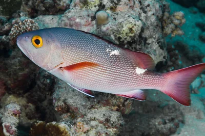 Twinspot Snapper
