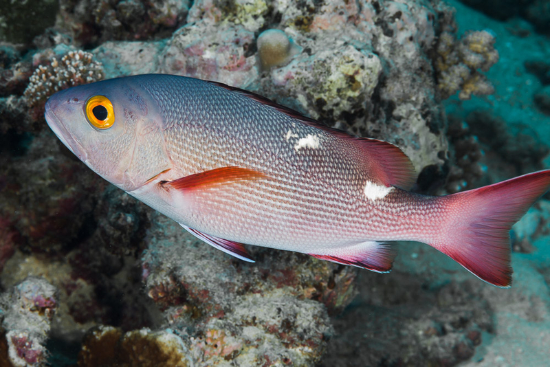 Twinspot Snapper (Lutjanus bohar) - dangerous marine animal in the Red Sea
