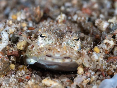 Two-spotted Flathead