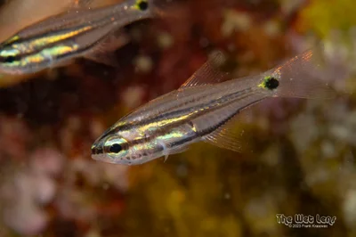Twoline Cardinalfish