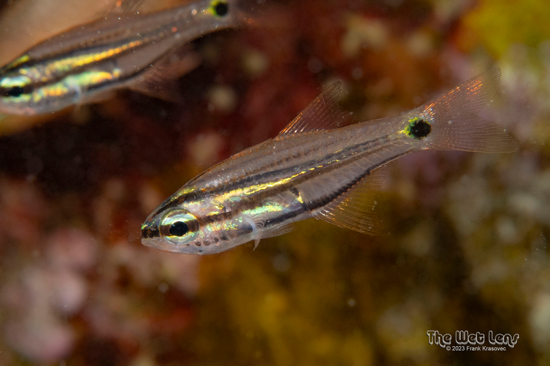 Twoline Cardinalfish (Taeniamia bilineata) - a Red Sea endemic species