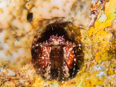Urchin Mantis Shrimp