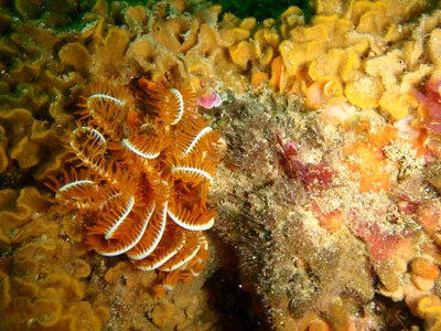 Wahlberg's Feather Star
