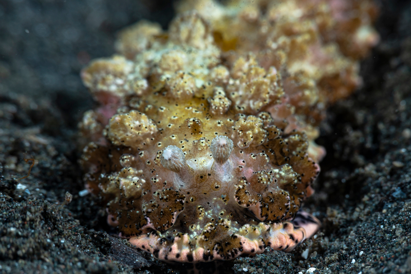 Warty Pinstripe (Dermatobranchus pustulosus) - dangerous marine animal in the Red Sea