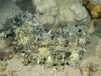 Warty Sea Cucumber