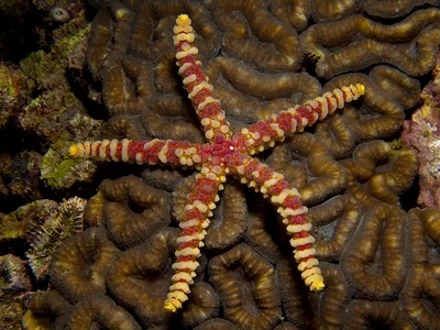 Warty Sea Star
