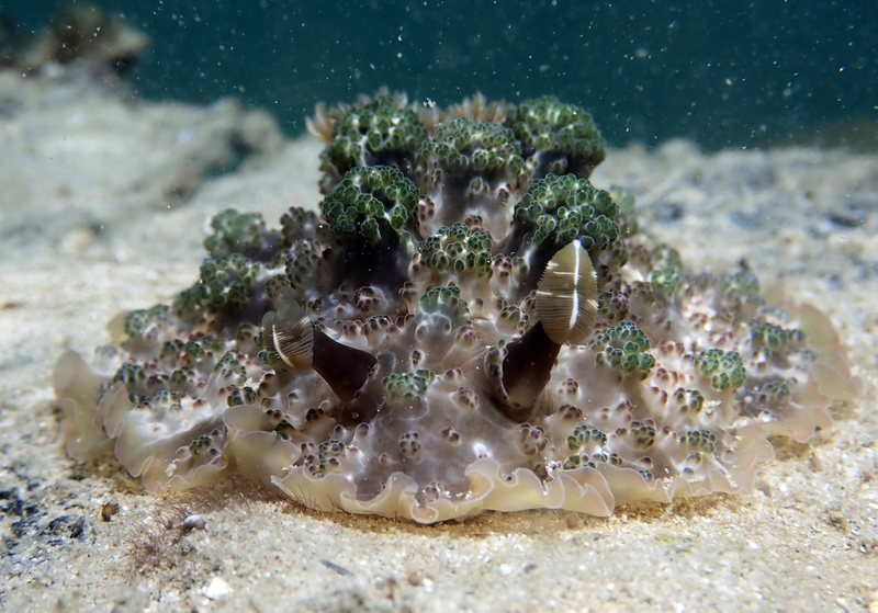 Warty Sucking Dorid (Dendrodoris tuberculosa) - dangerous marine animal in the Red Sea