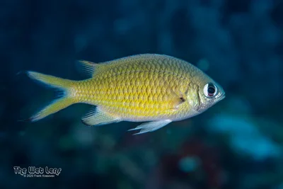 Weber's Chromis
