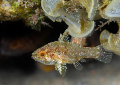 Weedy Cardinalfish