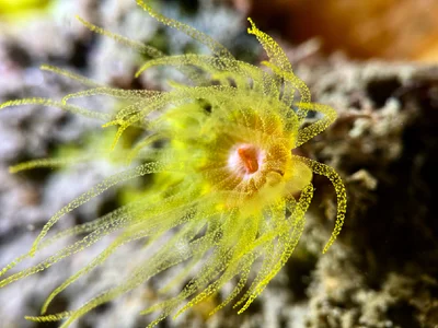 Wettstein's Cup Coral