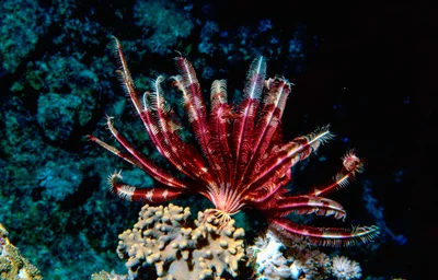 Whip Feather Star